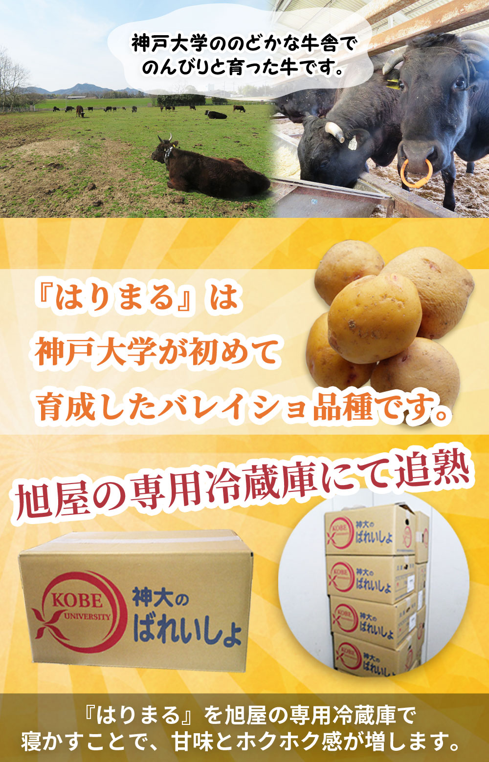 神戸ビーフコロッケ