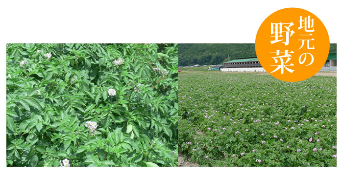 地元の野菜を使用